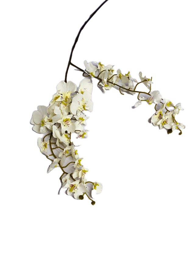 Dancing Orchid White