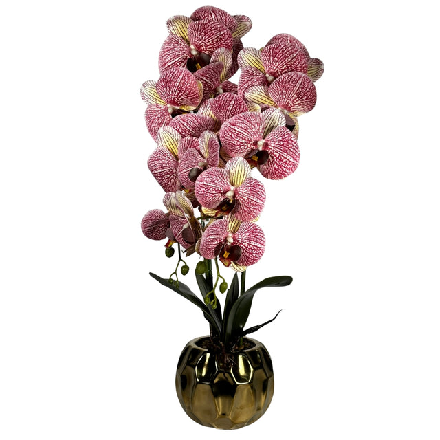 Orchid in Pot 65cm Pink