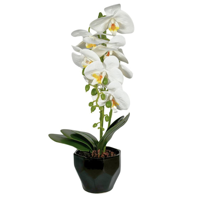 Orchid in pot 50cm White