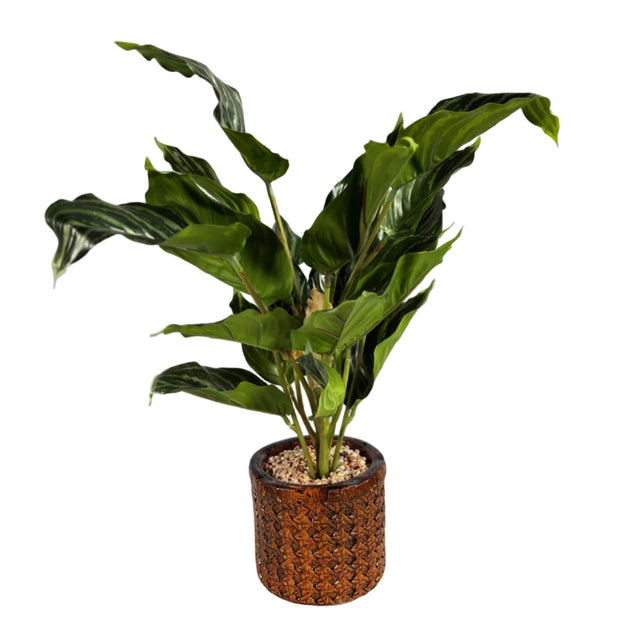 Chinese evergreen 45cm - watermelon leaf
