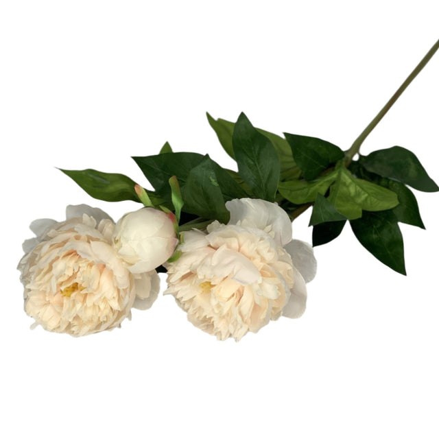 Peony Cream 14cm