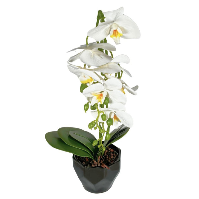 Orchid in pot 50cm White