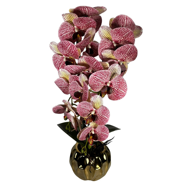 Orchid in Pot 65cm Pink