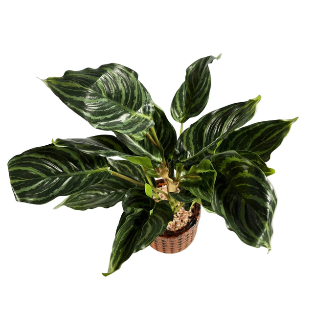 Chinese evergreen 45cm - watermelon leaf