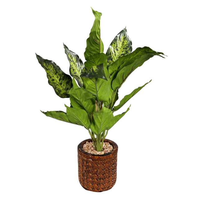 Chinese evergreen 45cm - light green leaf