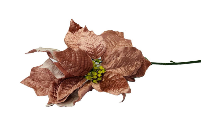Poinsettia 76Cm Bean Paste