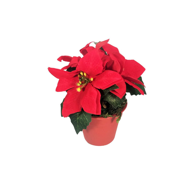 Red Poinsettia in pot 12 cm