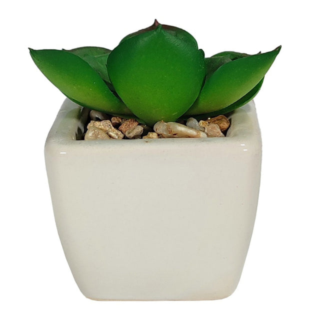 Artificial Succulent - Cathedral Window In Pot