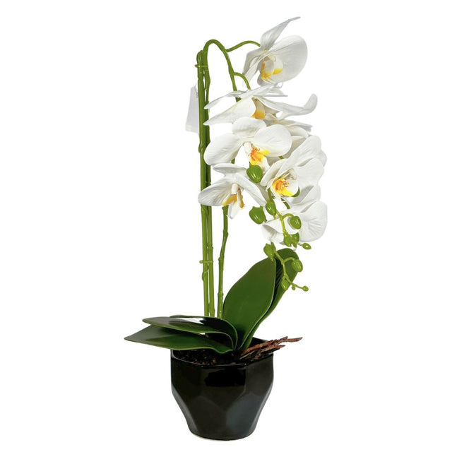 Orchid in pot 50cm White