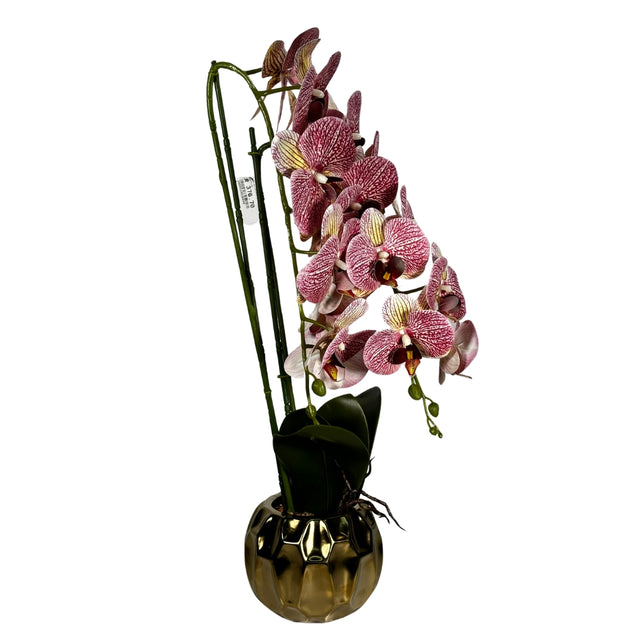 Orchid in Pot 65cm Pink