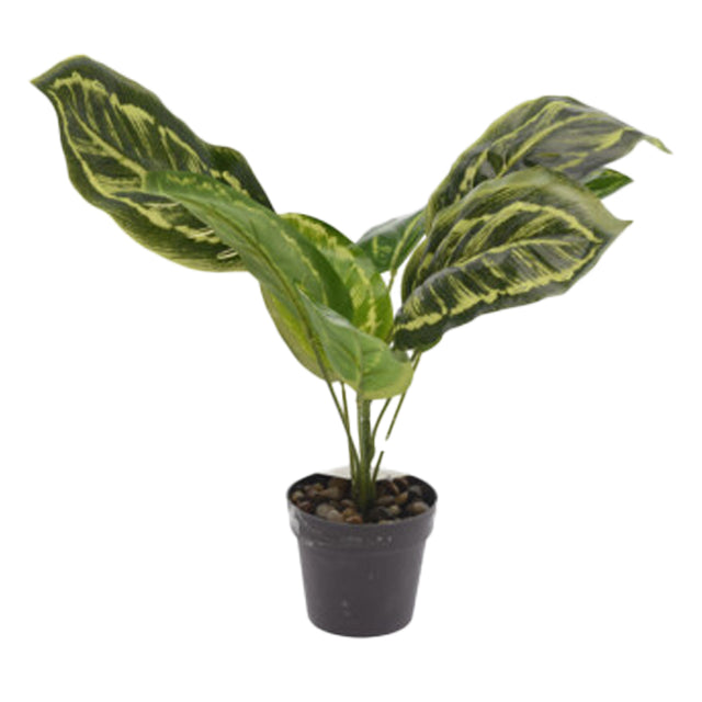 Chinese Evergreen Artificial Plant 30cm