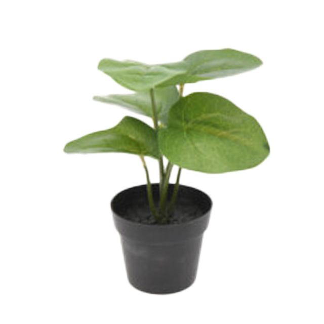 Plant In Pot 9X7X24Cm - Chinese Money Plant