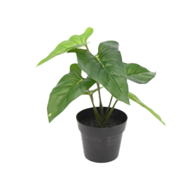 Plant In Pot 9X7X24Cm - Arum Lily