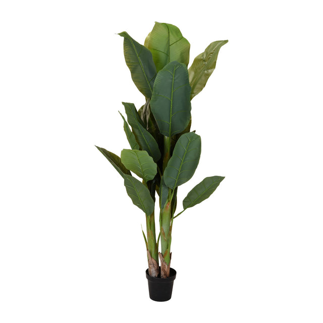Banana Tree In Pot 29 Leaves, 165cm
