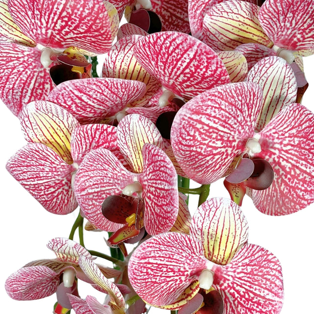 Orchid in Pot 65cm Pink