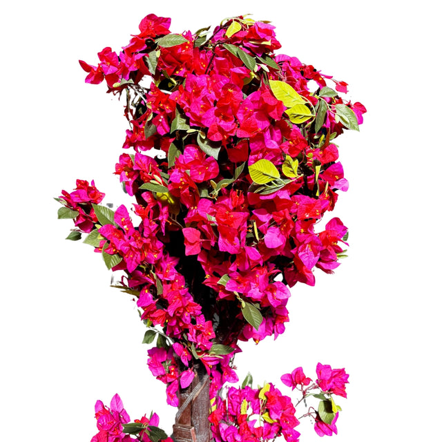 Bougainvillea tree 220cm - Pink