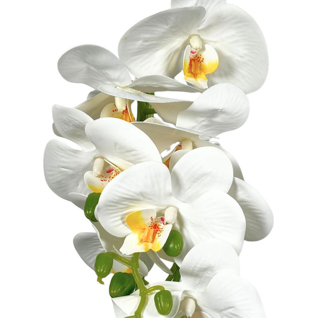 Orchid in pot 50cm White