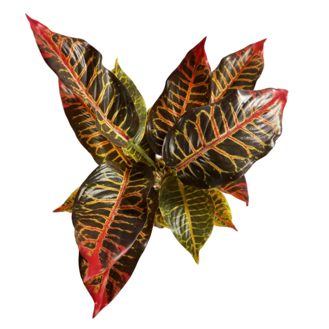 Chinese evergreen 45cm - red leaf