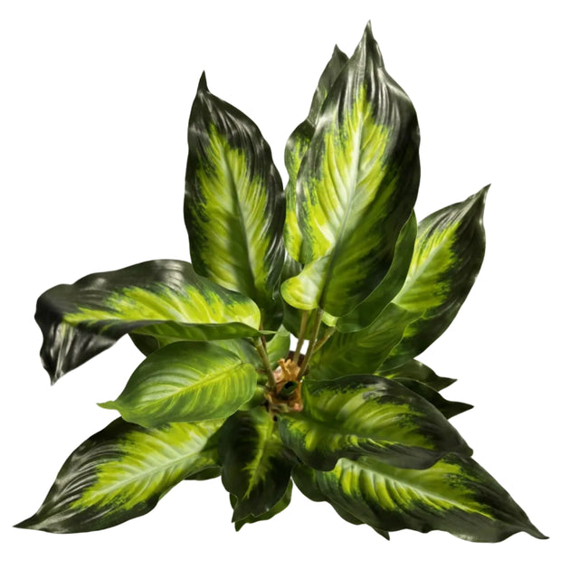Chinese evergreen 45cm - white & green leaf