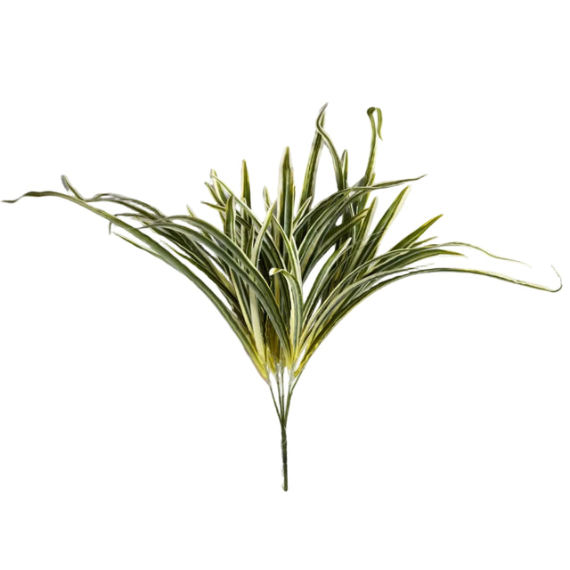 Variegated spider plant 50cm