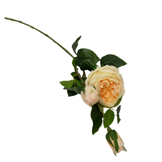 Rose Stem 70cm - Cream