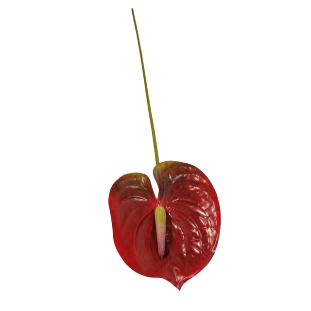Anthurium Lily 62cm - Burgandy