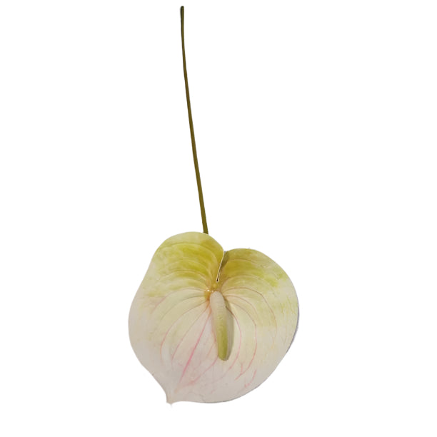 Anthurium Lily 62cm - White