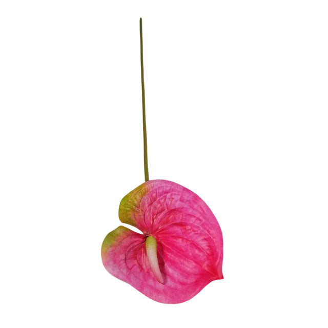 Anthurium Lily 62cm - Pink