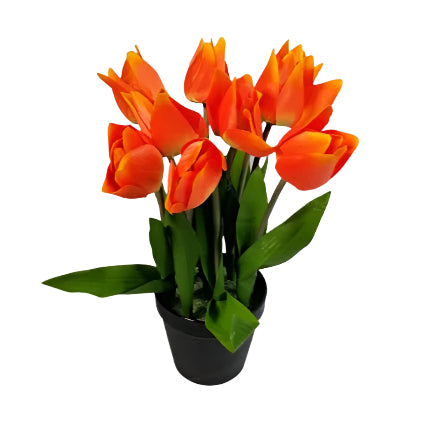 Tulip in pot 32cm - Orange