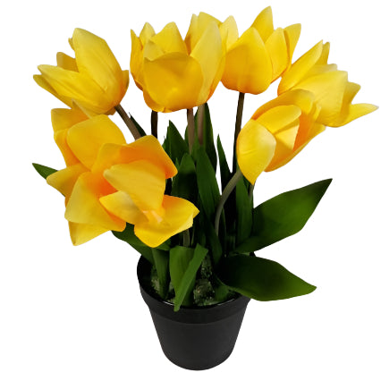 Tulip in pot 32cm - Yellow