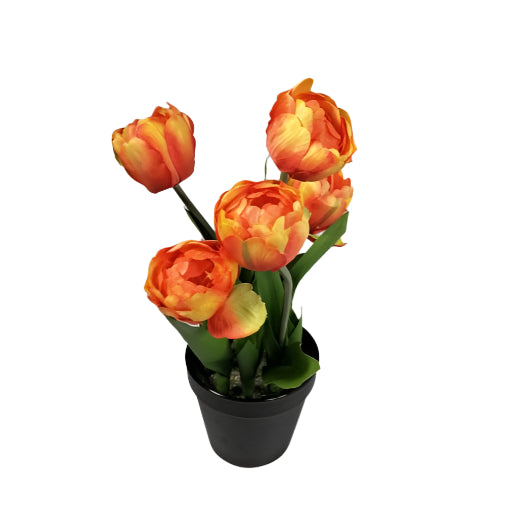 Garden Tulip in pot 32cm - Orange