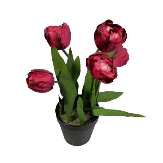 Garden Tulip in pot 32cm - Cerise