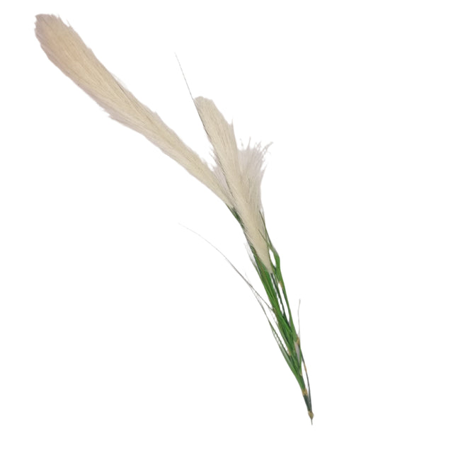 Reed Grass Stem