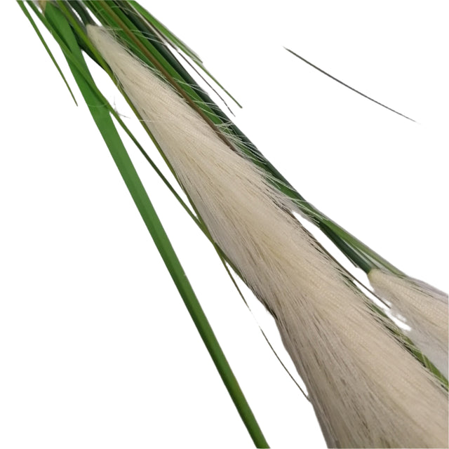 Reed Grass Stem