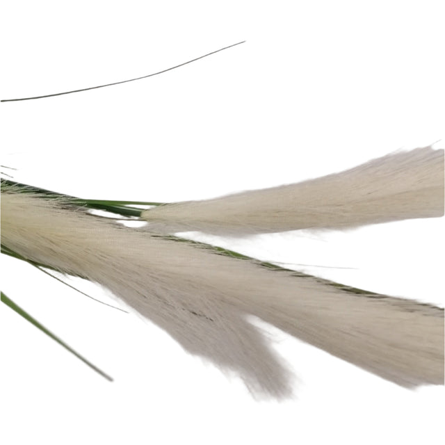 Reed Grass Stem