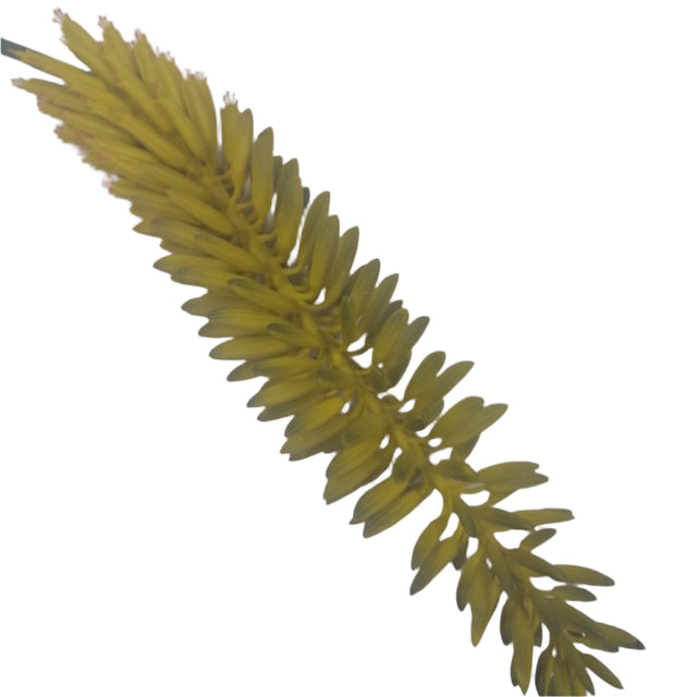 Artificial Alwyn on Stem 90cm - Yellow