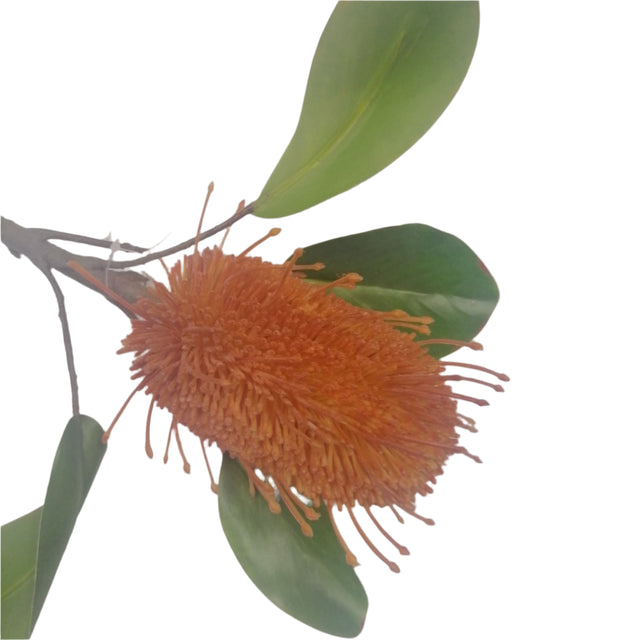 Artificial Flower - Burned Red Pincushion