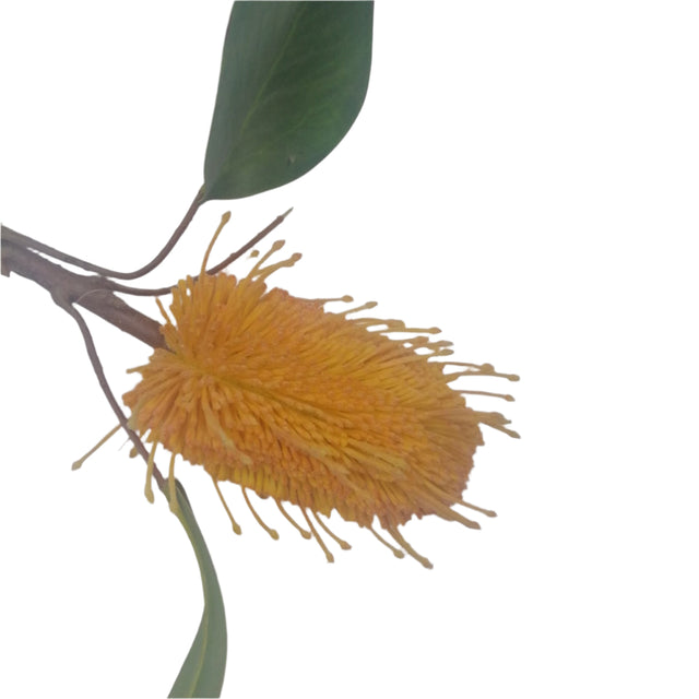 Artificial Flower - Orange/yellow Pincushion