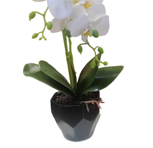 Orchid in pot 50cm White