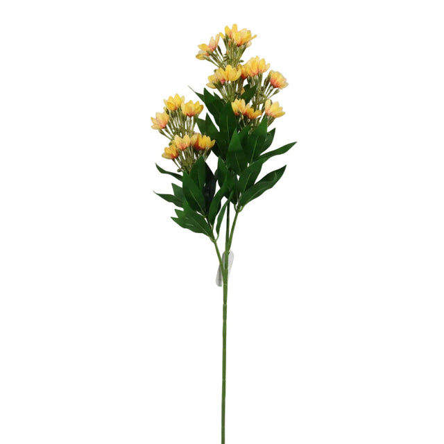 Wisteria plant 90cm - Yellow