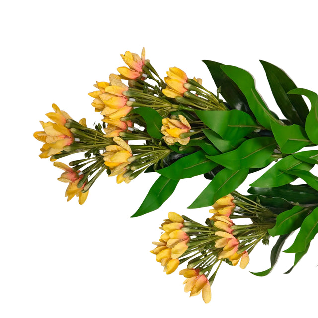Wisteria plant 90cm - Yellow