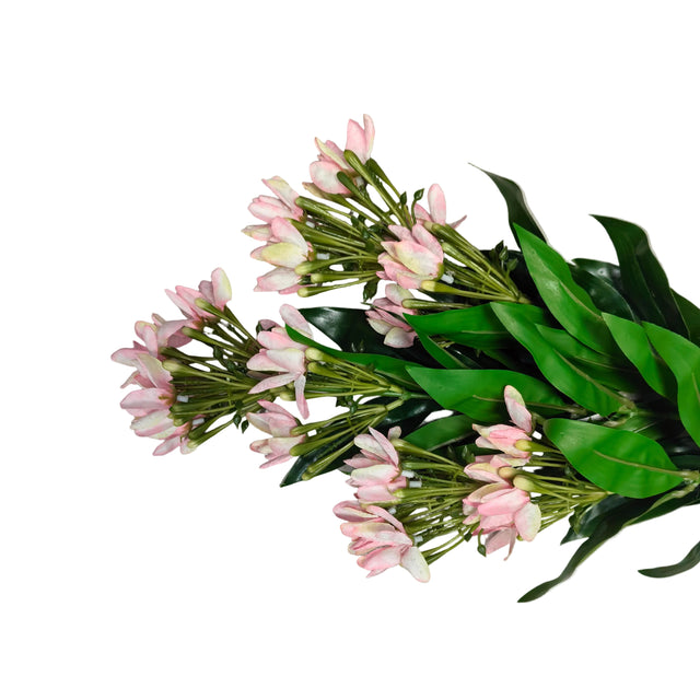 Wisteria plant 90cm - Soft pink