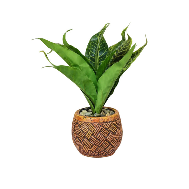 Dracaena in pot 30cm - light green