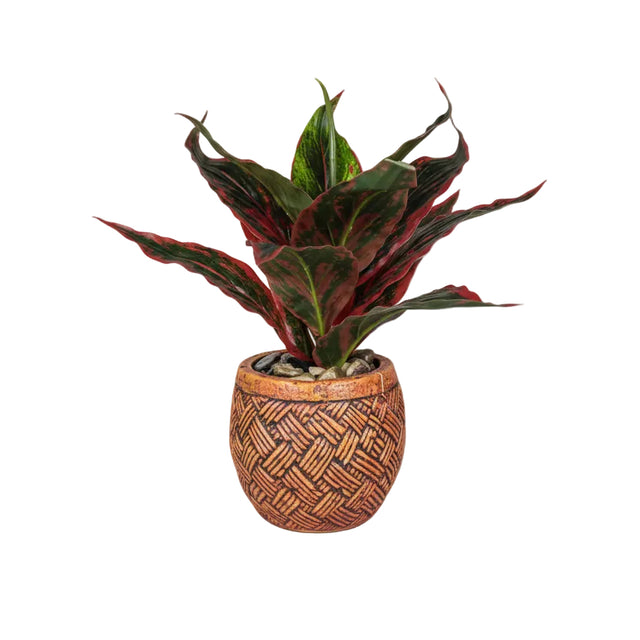 Dracaena in pot 30cm - red/green
