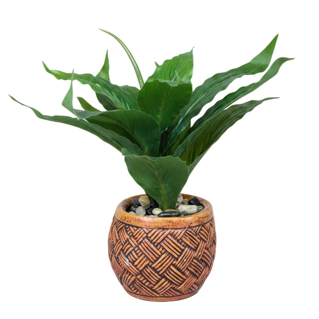 Dracaena in pot 30cm