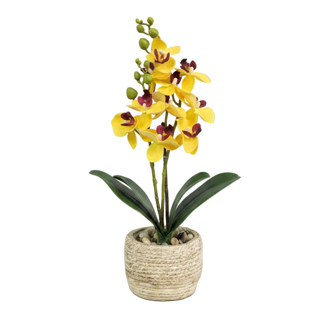 Yellow orchid in cement pot 32cm