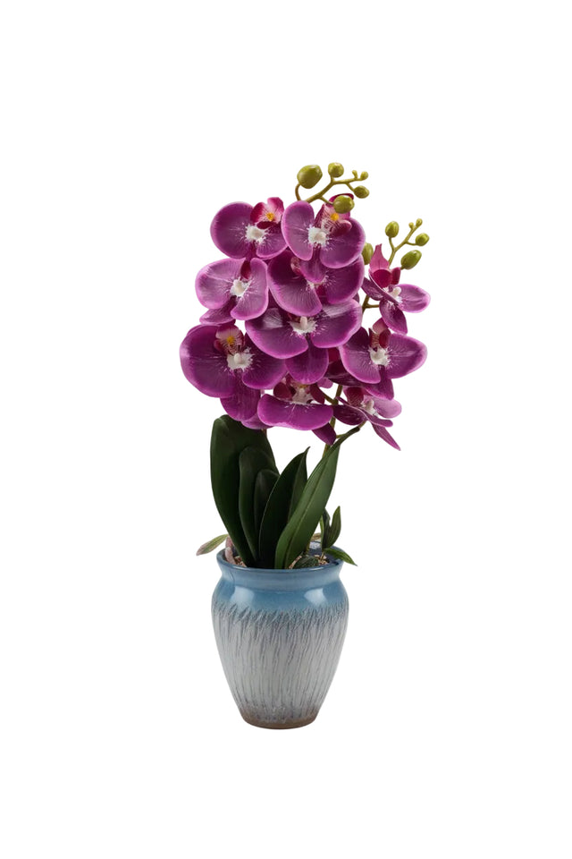 Purple orchid in blue pot 55cm