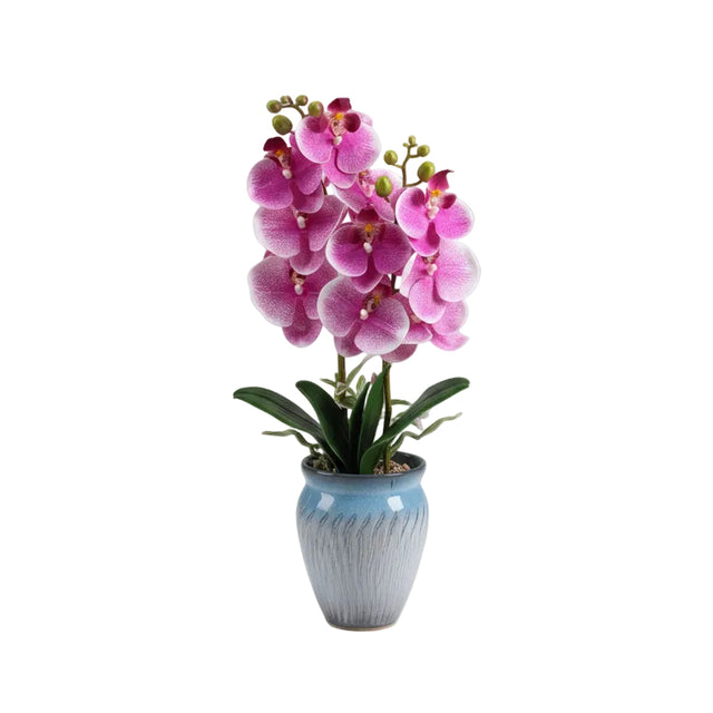 White & pink orchid in blue pot 55cm