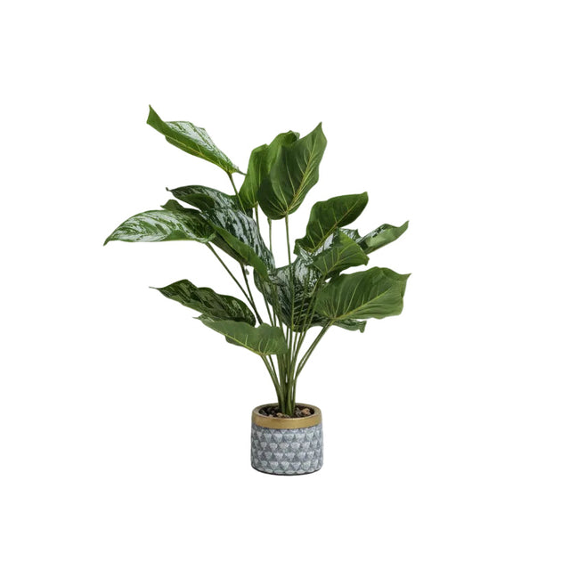 Chinese evergreen 63cm