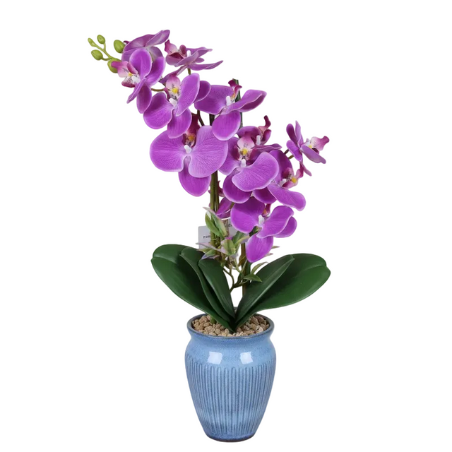 Pink orchid in blue pot 55cm